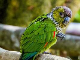 Black-capped Conure from South America photo