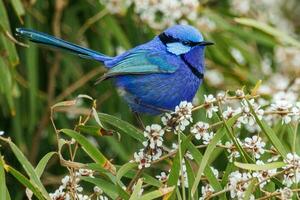 Splendid Fairywren in Australia photo