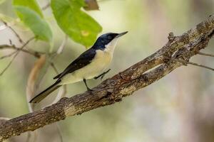 Restless Flycatcher in Australia photo