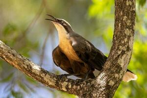 Grey-crowned Babbler in Australia photo