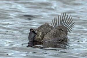 Musk Duck Endemic to Australia photo