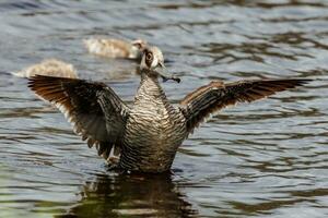 Pink-eared Duck in Australia photo