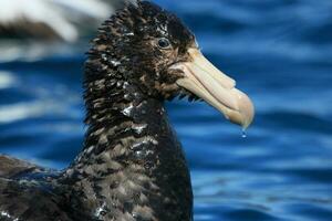 Northern Giant Petrel photo