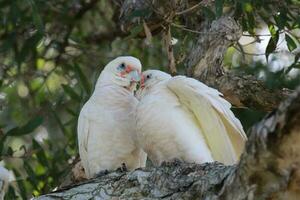 pequeño corella en Australia foto