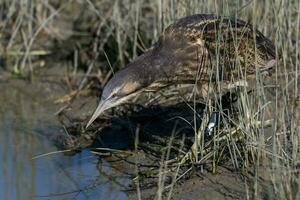 Australasian Bittern in New Zealand photo