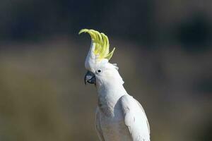 Sulphur-crested Cockatoo in Australia photo