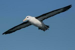 Black-browed Albatross in Australasia photo