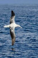 Salvin's Mollymawk Albatross photo