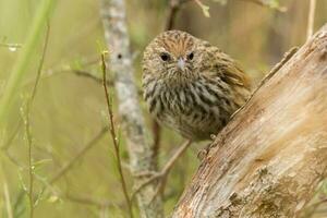 North Island Fernbird of New Zealand photo