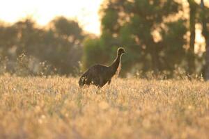 emú endémico pájaro de Australia foto