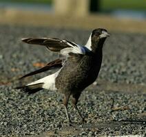 Australasian Magpie in Australia photo