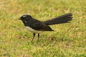 Willy Wagtail in Australia photo