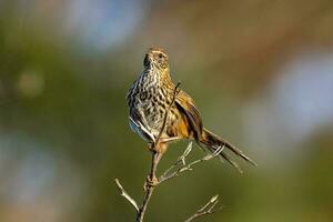 South Island Fernbird photo