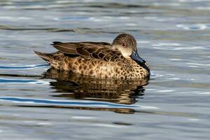 Grey Teal in Australasia photo