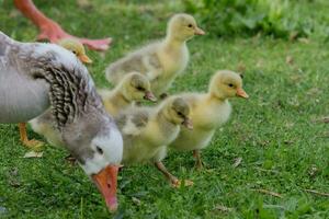 Greylag Goose in Australasia photo