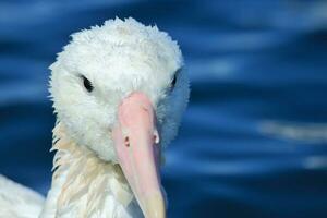 Gibson's Wandering Albatross in New Zealand photo