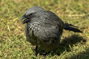 Apostlebird in Australia photo