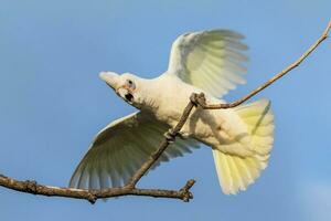 Little Corella in Australia photo