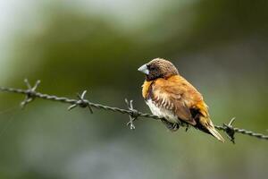 Chestnut-breasted Muni in Australia photo