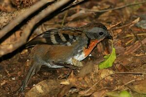 Australian Logrunner in Australia photo