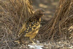 Western Bowerbird in Australia photo