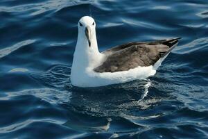 ceja negra albatros en australasia foto