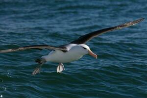 ceja negra albatros en australasia foto