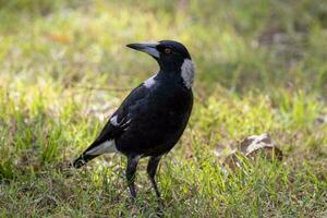 Australasian Magpie in Australia photo