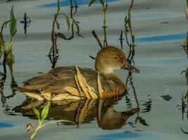 Plumed Whistling Duck photo