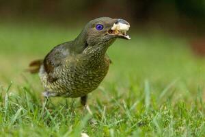 Satin Bowerbird in Australia photo