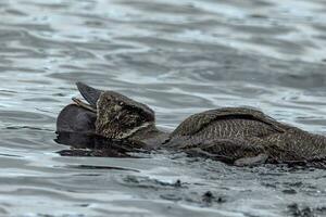 Musk Duck Endemic to Australia photo