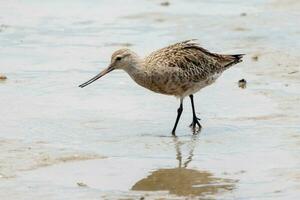 Bar-tailed Godwit in Australasia photo