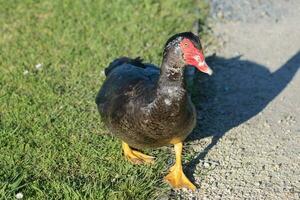 Muscovy Duck in Australasia photo