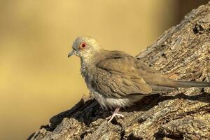 Diamond Dove in Australia photo