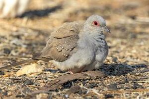 Diamond Dove in Australia photo