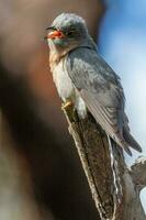 Fan-tailed Cuckoo in Australia photo