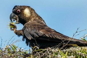 Carnaby's Black Cockatoo in Australia photo