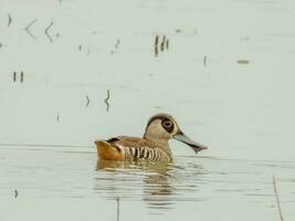 Pink-eared Duck in Australia photo