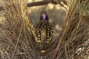 Western Bowerbird in Australia photo