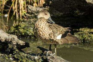 Grey Teal in Australasia photo