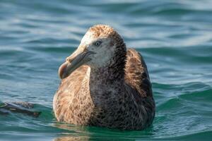 del Norte gigante petrel foto