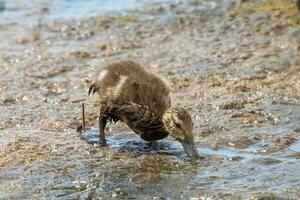 Grey Teal in Australasia photo