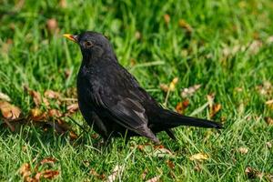 European Blackbird in Australasia photo