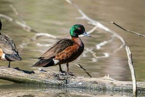 Chestnut Teal in Australia photo