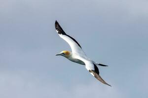 australasiano gannet en australasia foto