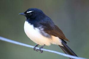 Willy Wagtail in Australia photo