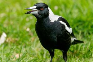 australasiano urraca en Australia foto