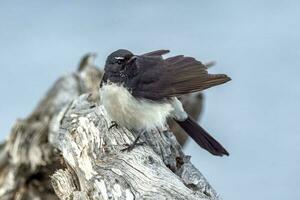 Willy Wagtail in Australia photo