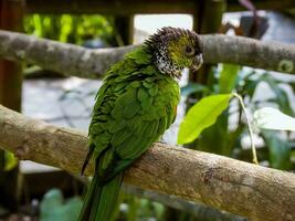Black-capped Conure from South America photo