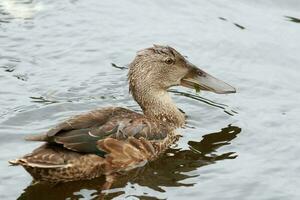 Australasian Shoveler Duck photo